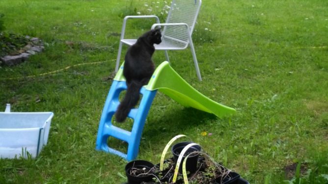 A black fluffy cat sitting on top of a slide for little children staring down the slide.