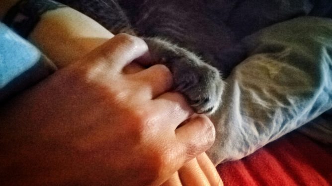 Two hands on top of each other, a 3rd paw from a cat on top.