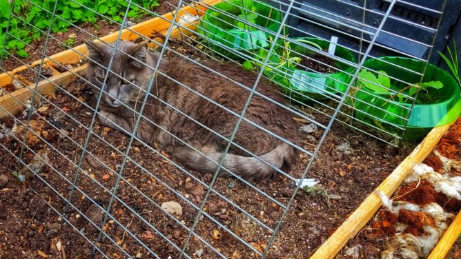 A cat chilling in a freshly done herb bed