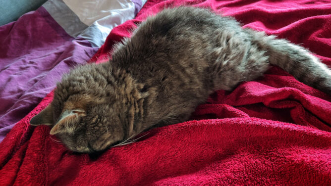 Cat sleeping face down